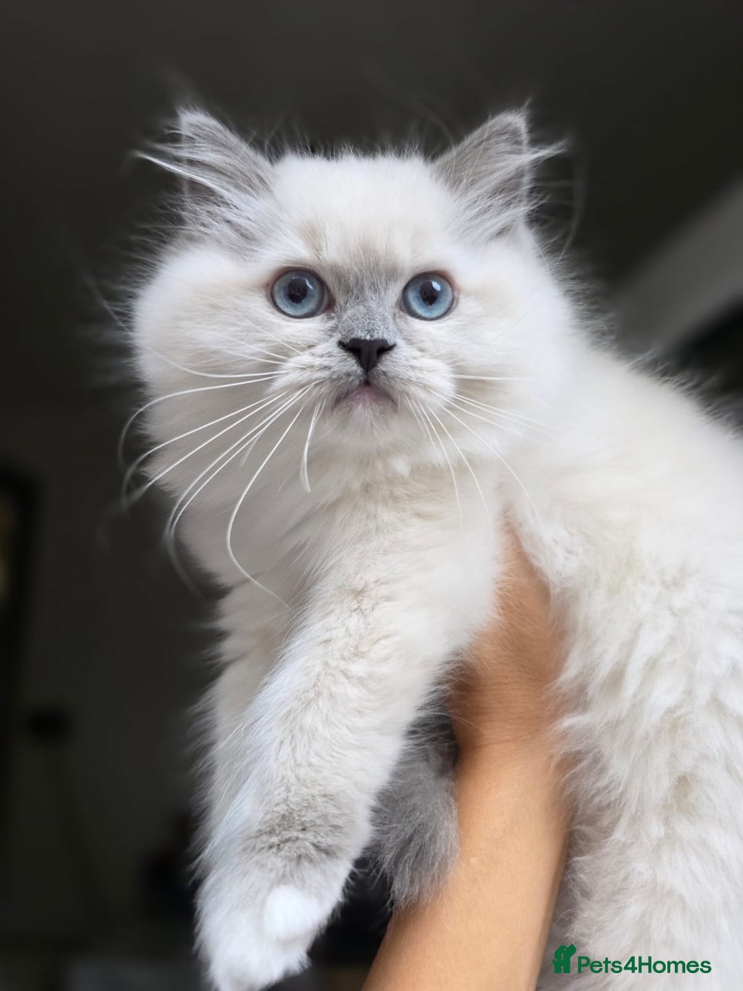 Ragdoll cats for sale: 🩷Amazing European Grand Champion lines🏆🥇 TICA💙 - Advert 12
