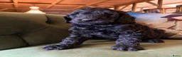 Bernedoodle dogs for sale: Black Bernedoodle Boy 1250 - Advert 12
