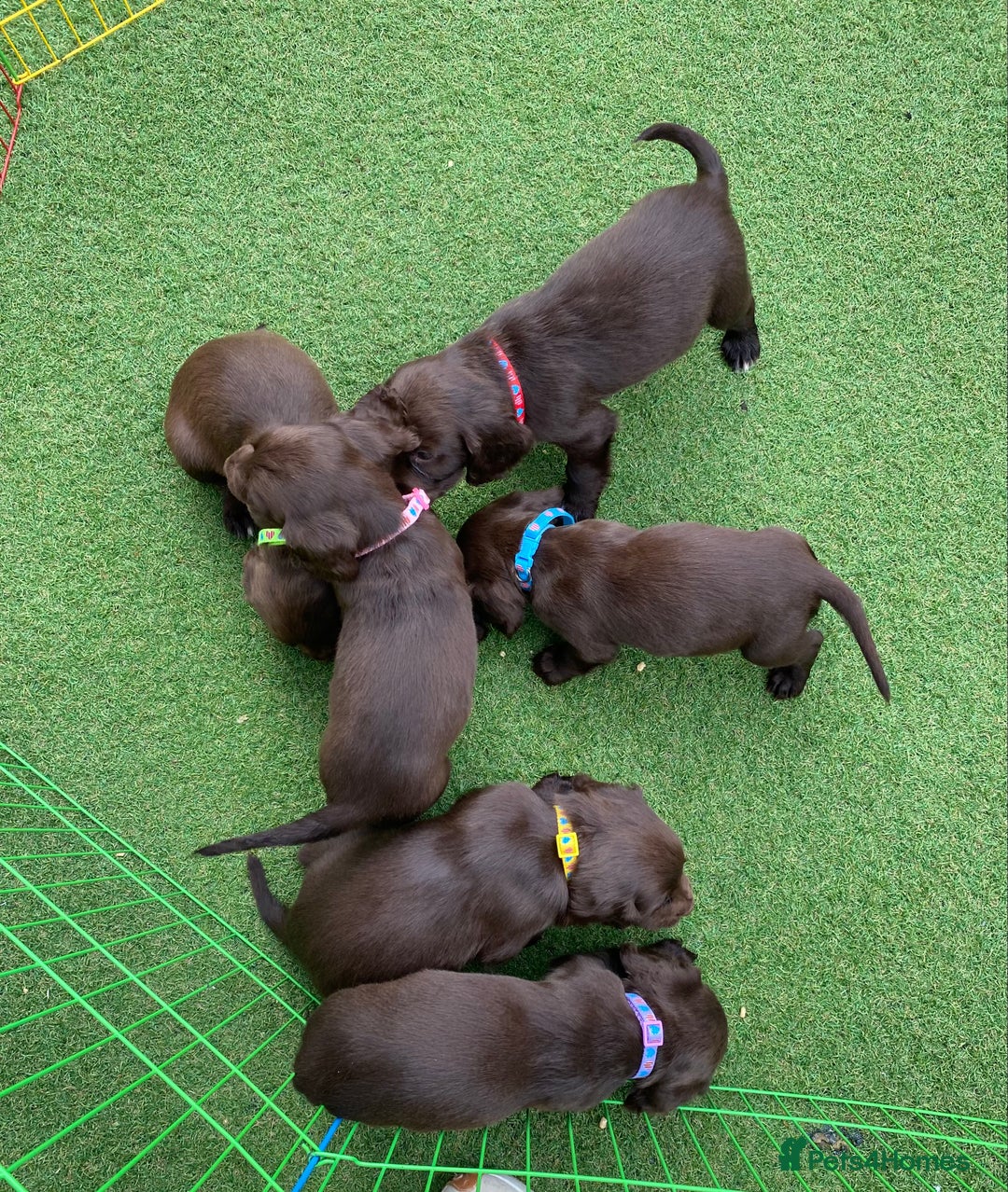 Cocker Spaniel dogs for sale: Beautiful cocker spaniel puppies - Image 5