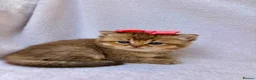 British Shorthair cats for sale: Pedigree golden kittens - black golden & chocolate - Advert 11