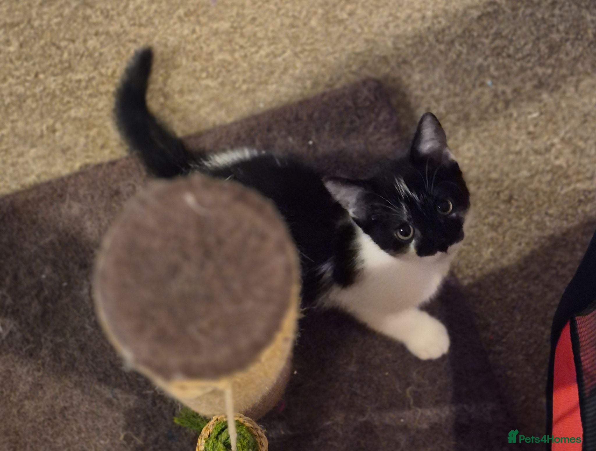 Mixed Breed cats Beautiful kittens looking for loving families - Advert 1