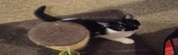 Mixed Breed cats for sale: Beautiful kittens looking for loving families - Advert 5