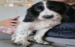 Cocker Spaniel dogs for sale: 4x Cocker Spaniel pups blue roan READY TO GO - Image 1