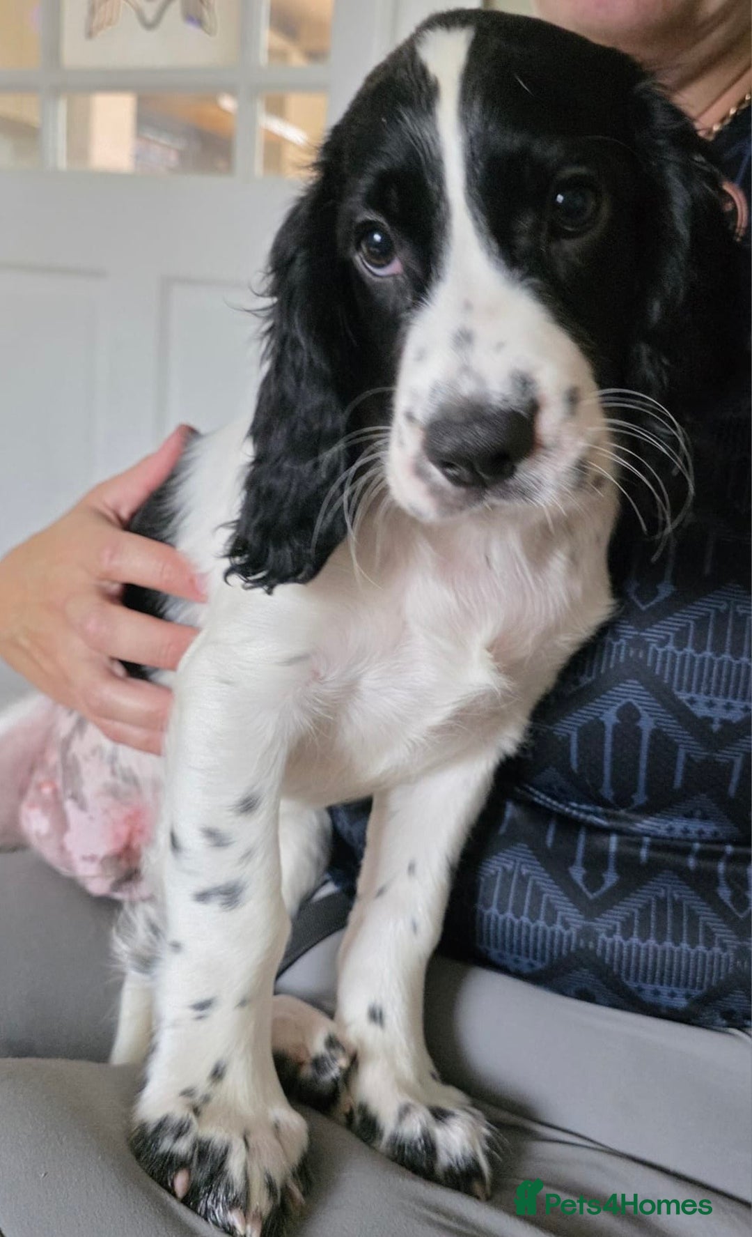 Cocker Spaniel dogs for sale: 4x Cocker Spaniel pups blue roan READY TO GO - Image 1