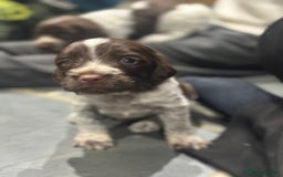 Sprocker dogs for sale: Beautiful sprockers  - Image 35