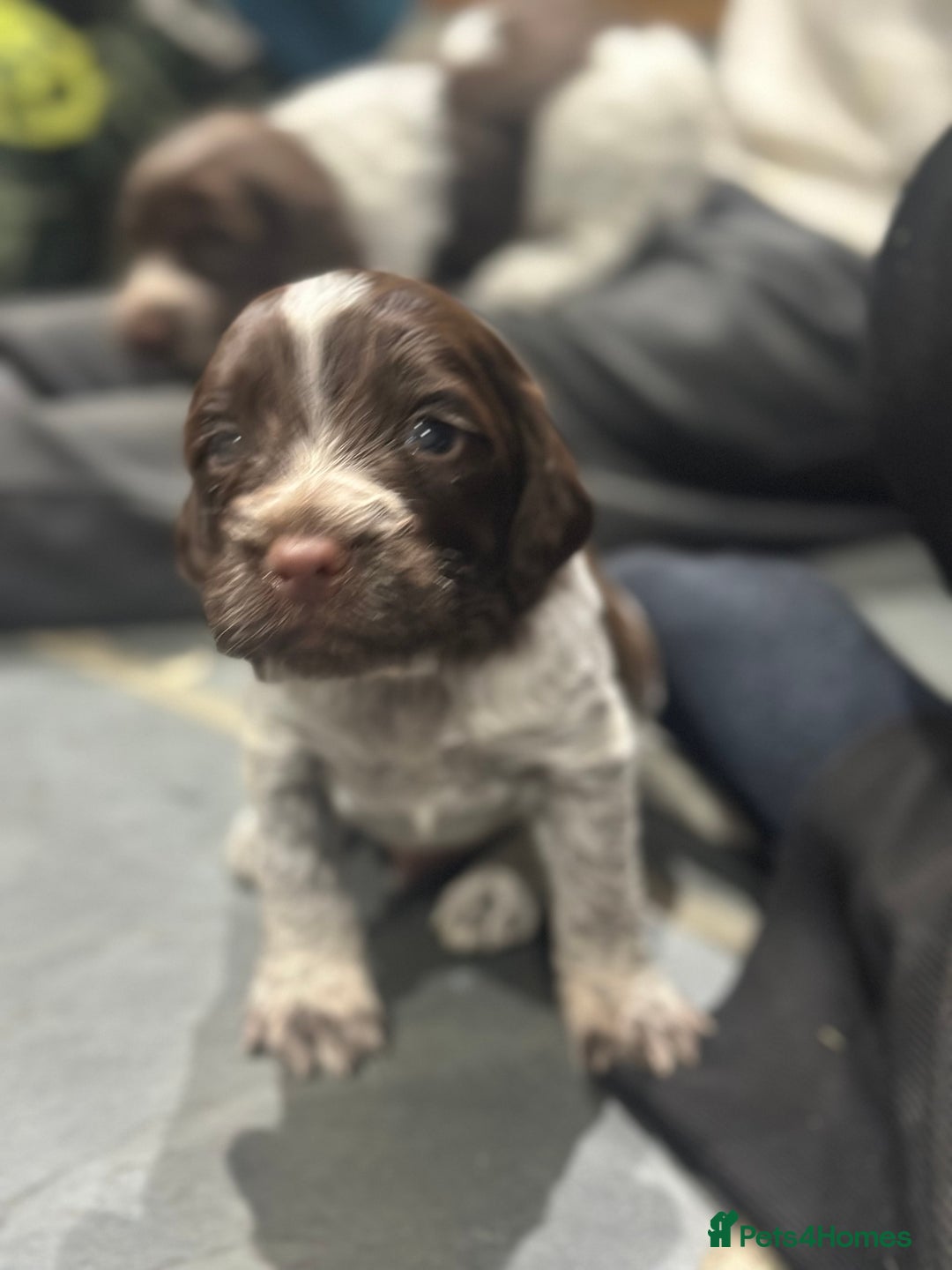 Sprocker dogs for sale: Beautiful sprockers  - Image 35