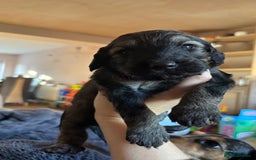 Schnoodle dogs for sale: Gorgeous schnoodle puppies  - Image 20