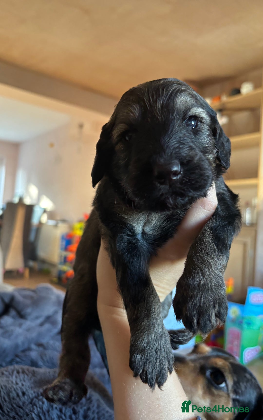 Schnoodle dogs for sale: Gorgeous schnoodle puppies  - Image 20