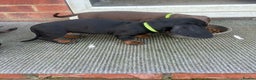Dachshund dogs for sale: Dachshund puppies for sale - Advert 7