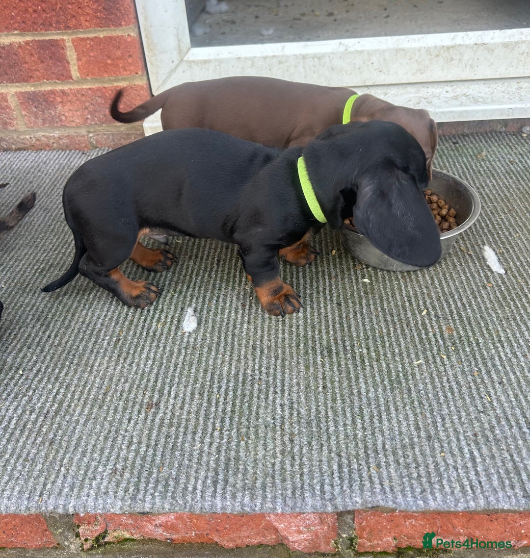 Dachshund dogs for sale: Dachshund puppies for sale - Advert 7