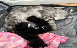 Mixed Breed cats for sale: Half main coon kitten  - Image 7