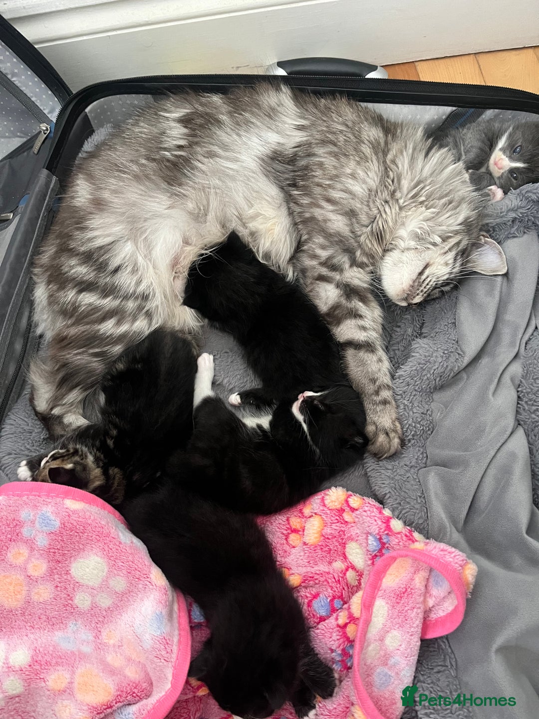 Mixed Breed cats for sale: Half main coon kitten  - Image 7