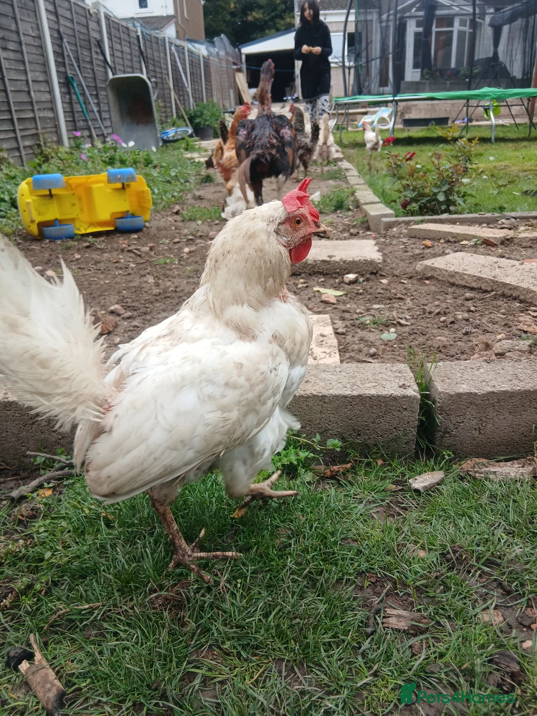 Chickens poultry for sale: All different breeds and price can go lower - Advert 3