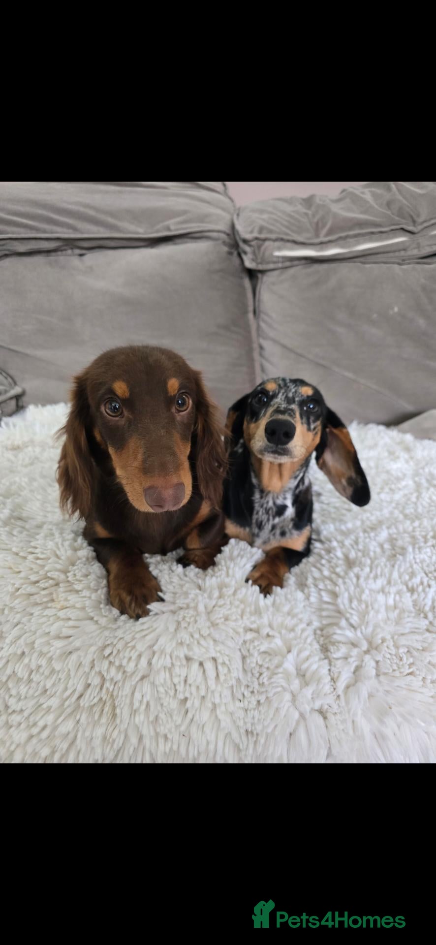 Miniature Dachshund dogs 5 month Longhair and short Dashounds - Advert 6