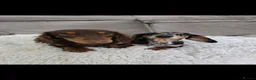 Miniature Dachshund dogs for sale: Black Dapple shorthair girl  - Advert 2