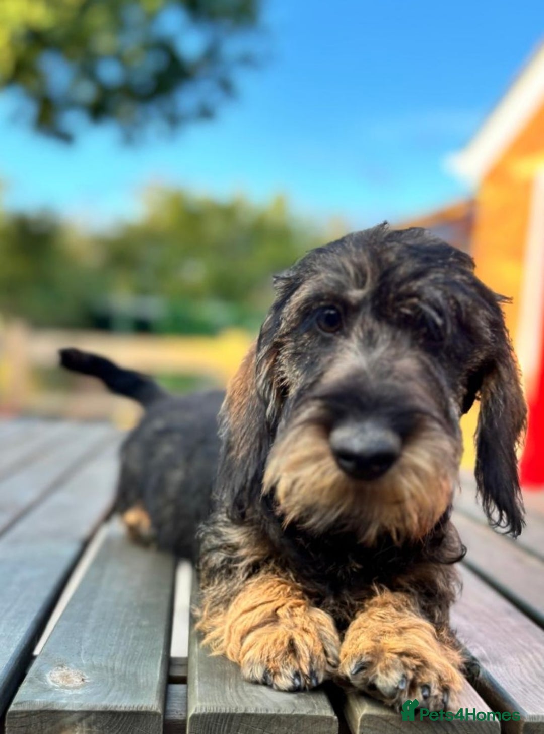 Miniature Dachshund dogs for sale: Cuddly KC Reg Mini-Wire Dachsund Boy - Image 4