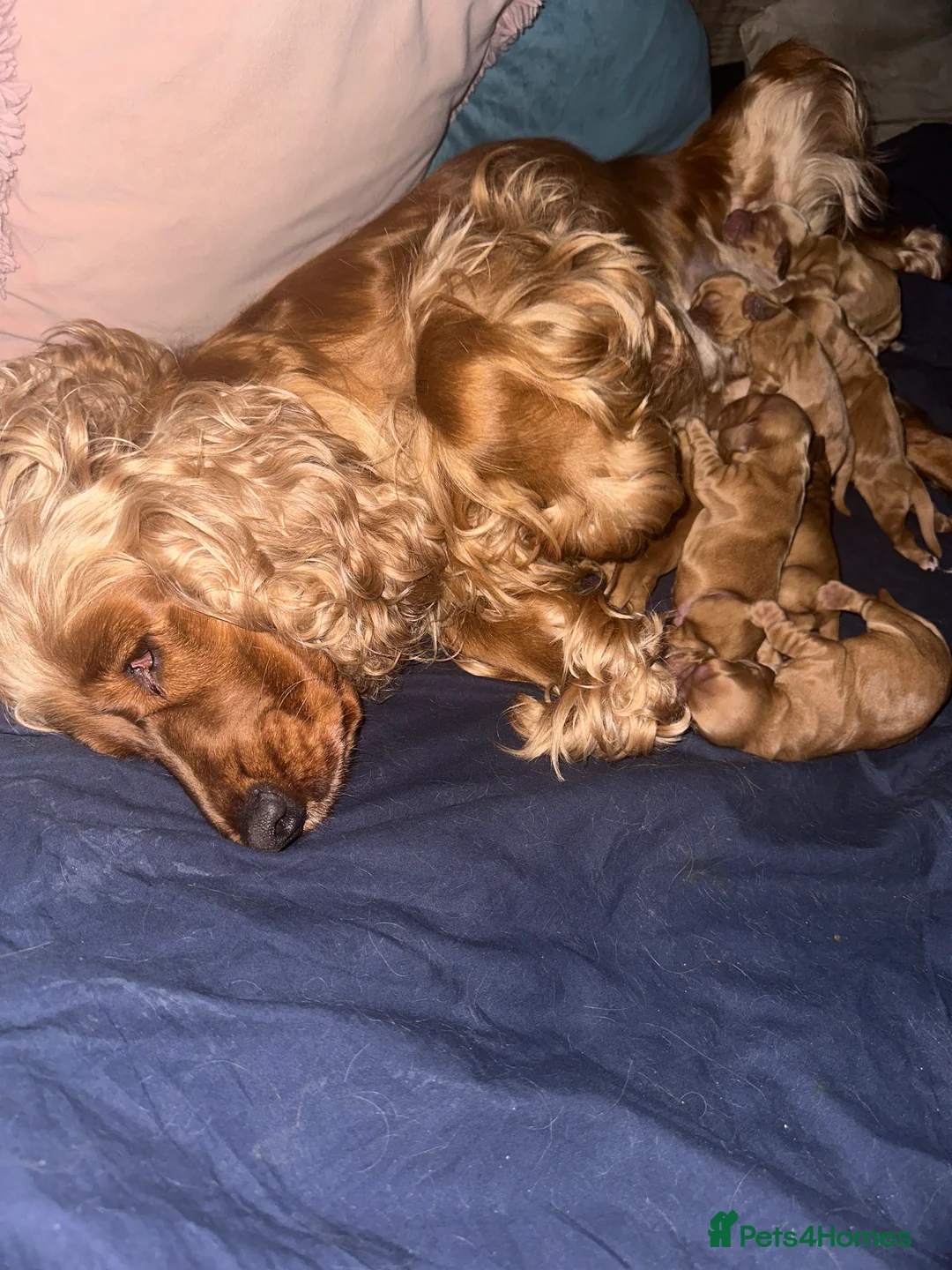 Cocker Spaniel dogs for sale: Stunning golden cocker spaniel  - Advert 2
