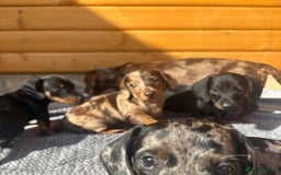 Miniature Dachshund dogs for sale: Miniature dachshunds ⭐️ 1 BOY LEFT ⭐️ - Image 8