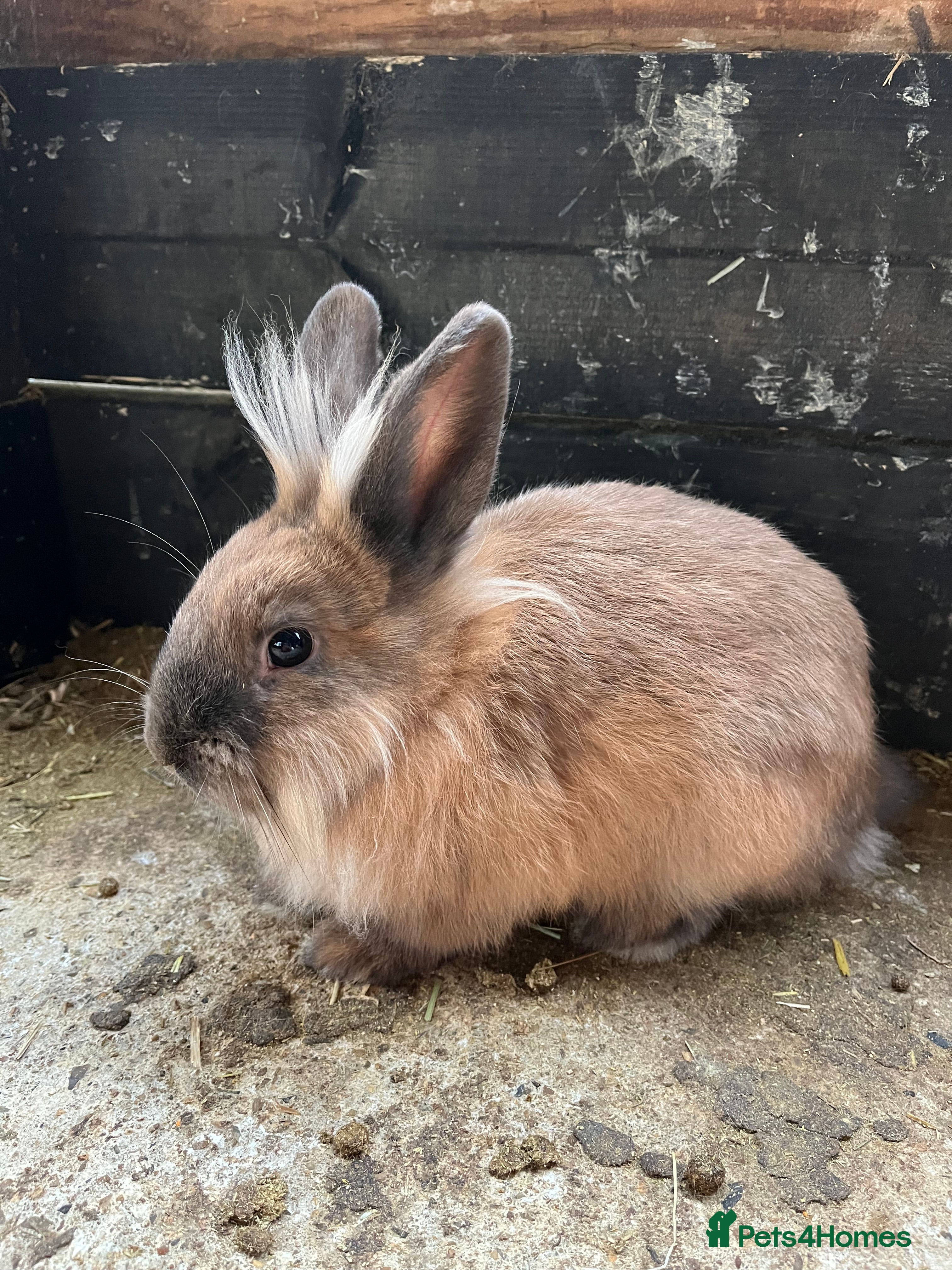 Mixed Breed rabbits Mini lop, Lionhead & Netherland Dwarf mixes   - Advert 6