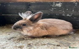 Mixed Breed rabbits for sale: Mini lop, Lionhead & Netherland Dwarf mixes   - Advert 1