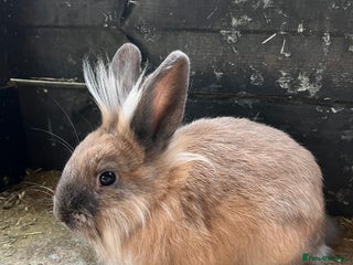 Mixed Breed rabbits Mini lop, Lionhead & Netherland Dwarf mixes - Advert 10