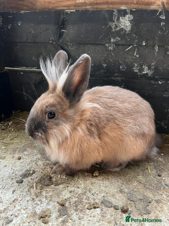Mixed Breed rabbits Mini lop, Lionhead & Netherland Dwarf mixes - Advert 12