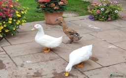 Ducks poultry for sale: 2 Cherry Valley and 2 Indian Runner Ducks - Image 1