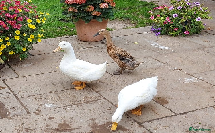 Ducks poultry - Advert 1