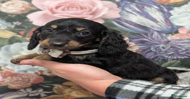 Dachshund dogs - Advert 5