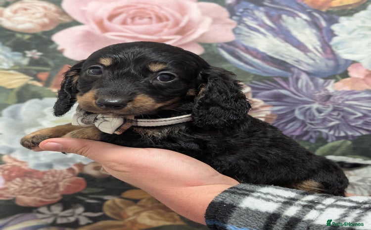 Dachshund dogs - Advert 2