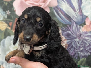 Dachshund dogs - Advert 6
