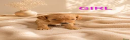 Cockapoo dogs for sale: Stunning F1b Toy Cockapoo’s - Advert 3