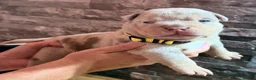 American Bully dogs for sale: Top quality pocket bully pups for sale.  - Advert 2