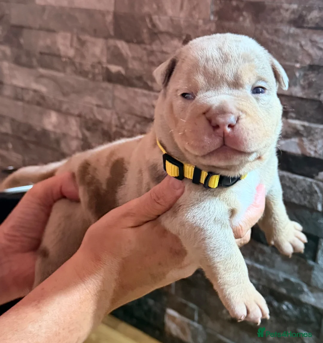 American Bully dogs for sale: Top quality pocket bully pups for sale.  - Advert 2