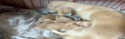 Miniature Dachshund dogs for sale: English cream dachshund puppies  - Advert 3