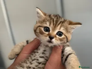 Scottish Fold cats Gorgeous stripped Scottish straight kittens - Advert 8