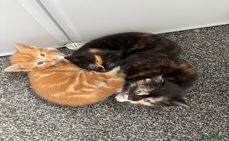 Mixed Breed cats - Advert 4