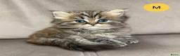 Persian cats for sale: Beautiful fluffy Persian kittens, PKD clear - Advert 14