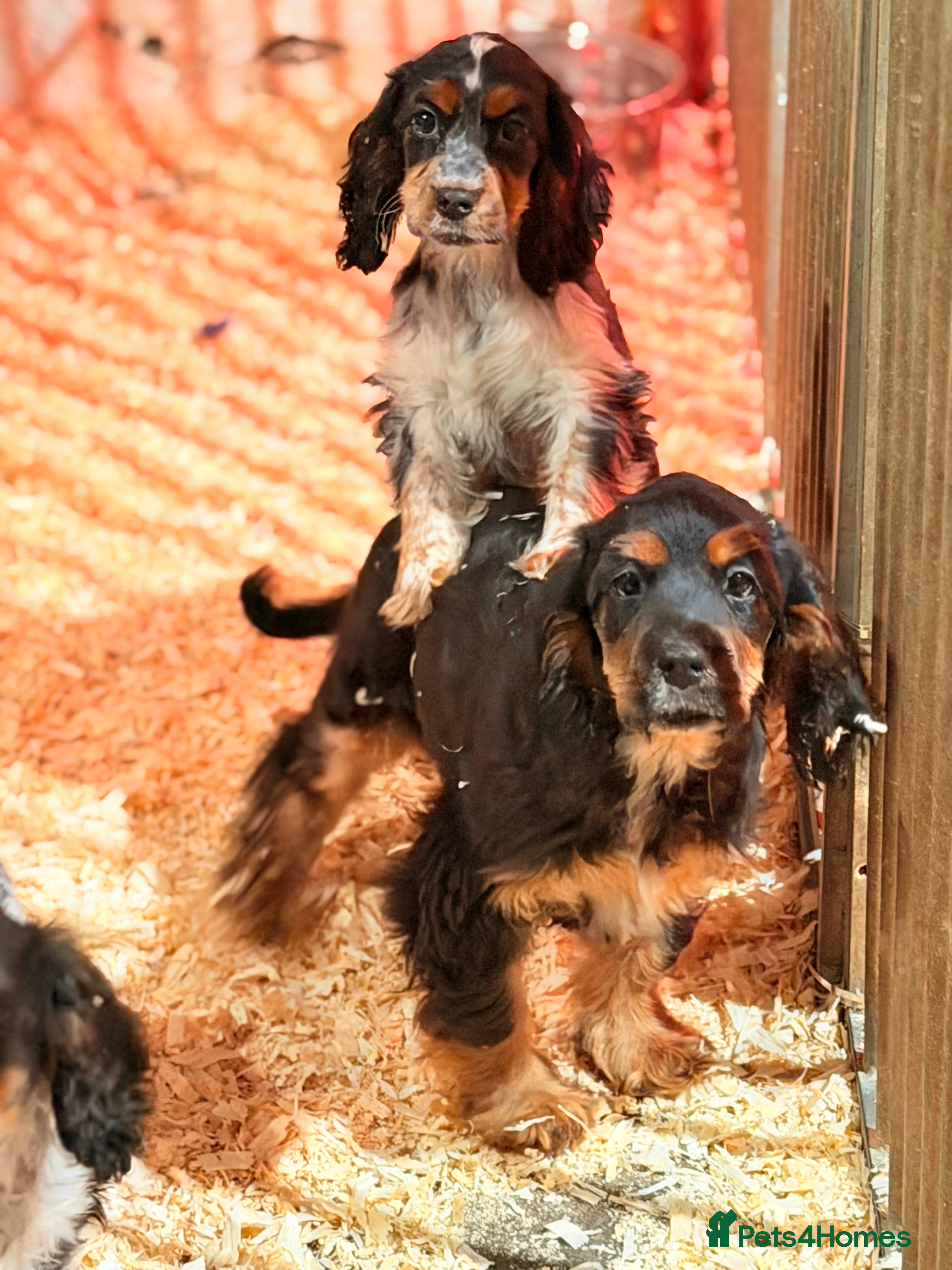 Cocker Spaniel dogs Fully vaccinated show cockers ready to go! - Advert 9