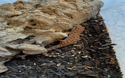Gecko reptiles for sale: Sub Adult Bynoe Geckos “Heteronotia binoei “ CB24  - Image 3