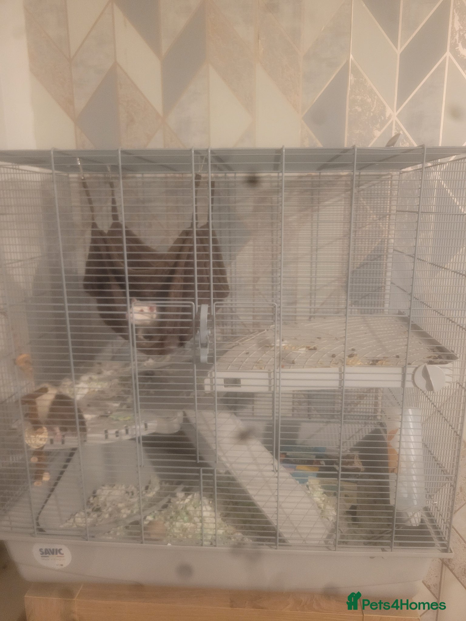 Rat rodents 2 male rats for sale - Advert 4