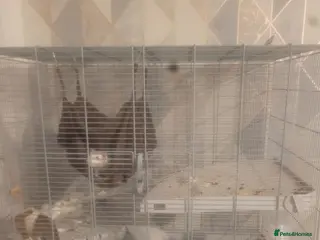 Rat rodents 2 male rats for sale - Advert 4