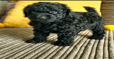 Toy Poodle dogs - Advert 14