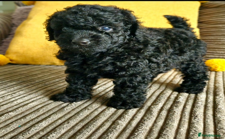Toy Poodle dogs - Advert 13