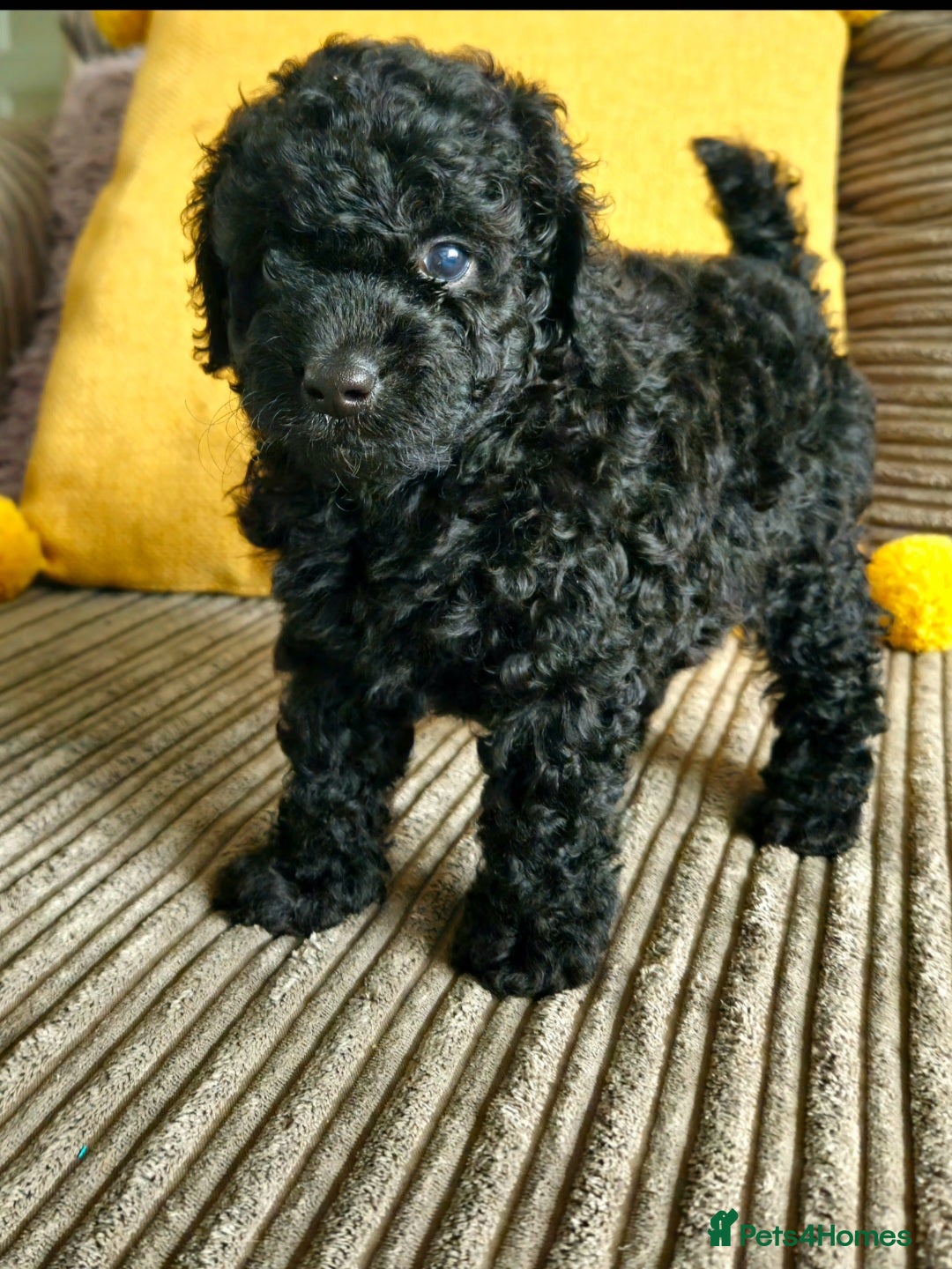 Toy Poodle dogs for sale: Toy poodle puppies D.N.A clear. - Image 5