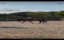 Irish Sports horses for sale: big beautiful bay 🥰 - Image 9