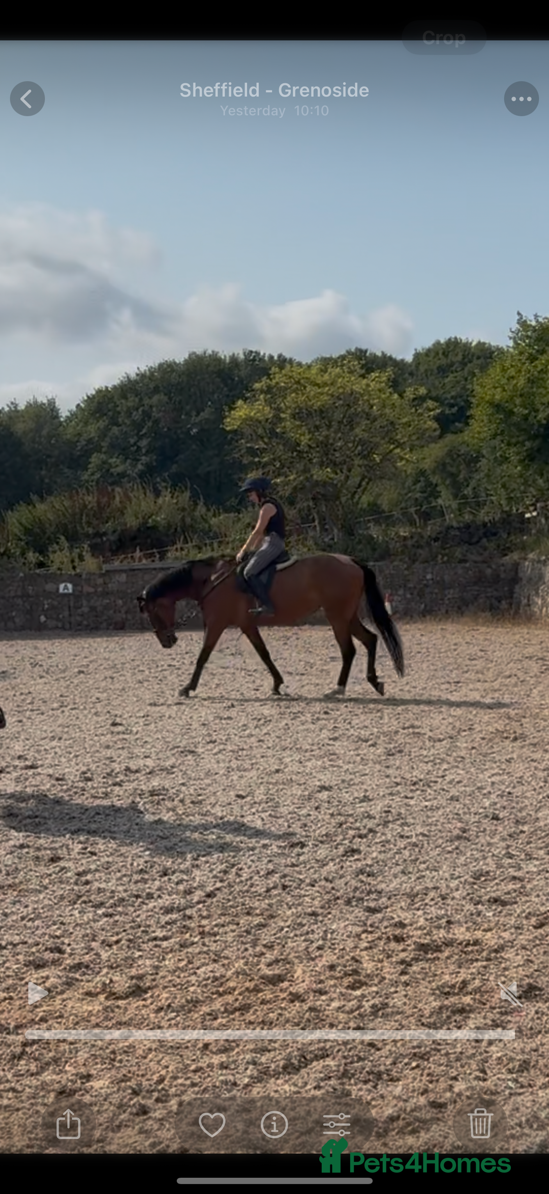 Irish Sports horses for sale: big beautiful bay 🥰 - Image 9