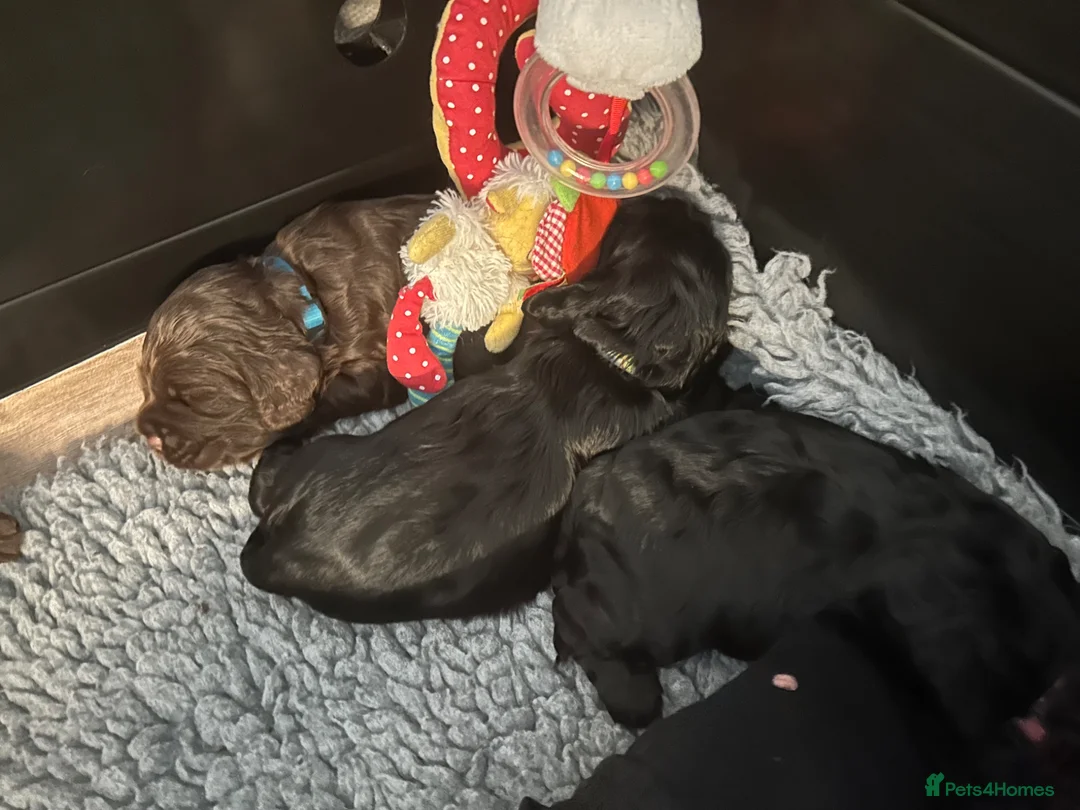 Sprocker dogs for sale: Beautiful litter of Sprocker spaniels  - Advert 16