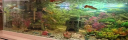 Other/Mixed Breed fish for sale: Guppies - Advert 5