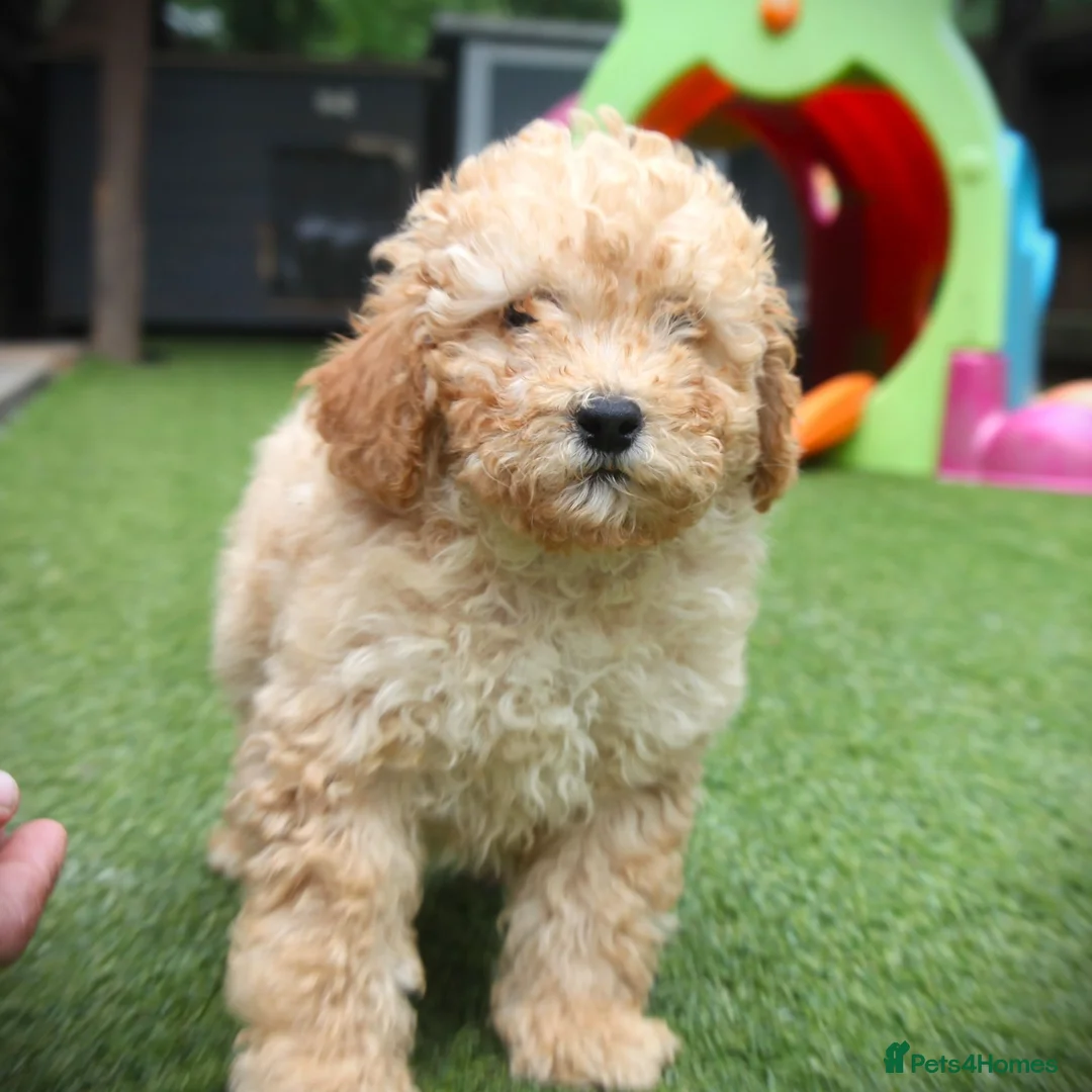 Cockapoo dogs for sale: F1b (Extra Curly) Cockapoos ✨ in Eastleigh - Advert 15